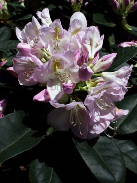 Rhododendron &#039;Gomer Waterer&#039;