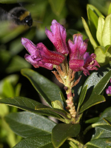 Rhododendron ferrugineum, Heimische Alpenrose