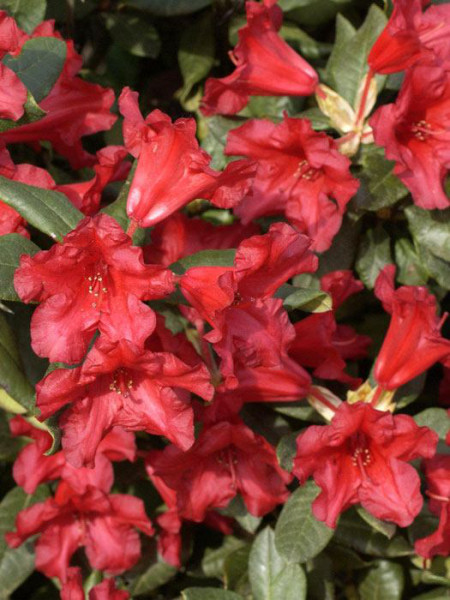 Rhododendron repens &#039;Baden-Baden&#039;