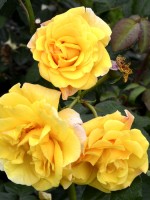 Rose Postillion ® - Kordes