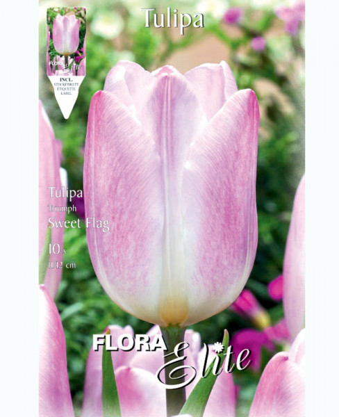 Triumph-Tulpe 'Sweet Flag' (Art.Nr. 5952615)