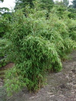 Fargesia murielae 'Fresena', Schirm-Bambus, Garten-Bambus