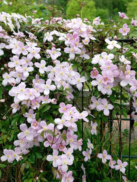 Die Clematis 'Mayleen' begrünt eine Gartenzaun