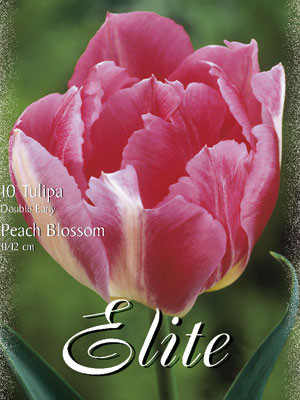 Gefüllte frühe Tulpe 'Peach Blossom' (Art.Nr. 595170)
