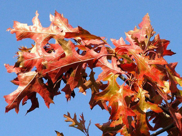 Quercus palustris &#039;Green Dwarf&#039;, Kugel-Sumpfeiche - Hochstamm