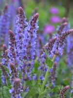 Salvia nemorosa 'Blauhügel' ('Blue Hill') (M), Blauer Steppensalbei