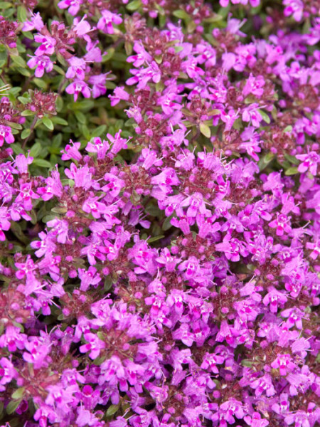 Thymus serpyllum &#039;Coccineus&#039; (M), Roter Sandthymian, Teppich-Thymian