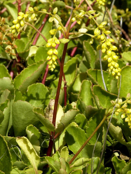 Chiastophyllum oppositifolium, Goldtröpfchen, Walddickblatt