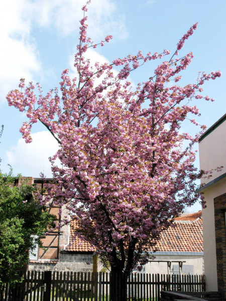 Prunus serrulata &#039;Kanzan&#039;, Japanische Nelkenkirsche - Hochstamm