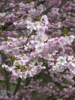 Prunus subhirtella 'Autumnalis', Schneekirsche