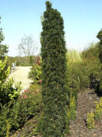 Taxus baccata 'Fastigiata Robusta'