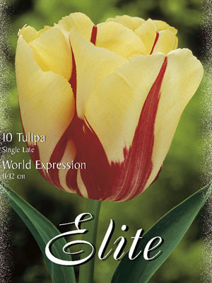 Einfache späte Tulpe &#039;World Expression&#039; (Art.Nr. 595372)