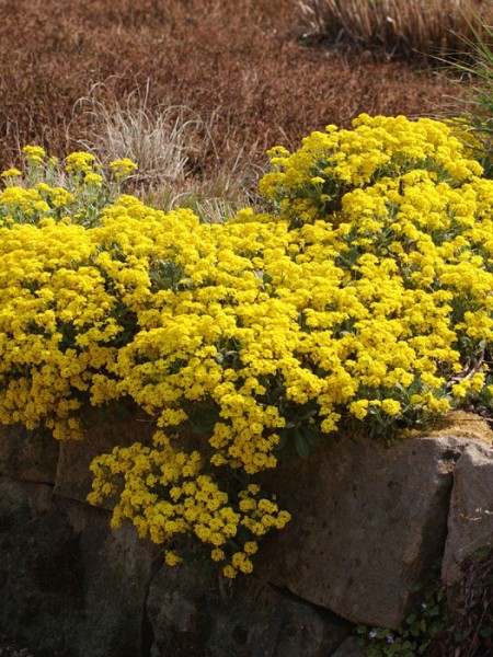 Aurinia saxatile &#039;Sulphureum&#039;, Steinkraut, Steinkresse, Felsensteinkraut