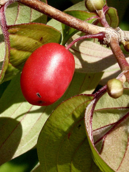 Rote Frucht des Japanischen Arzneihartriegels