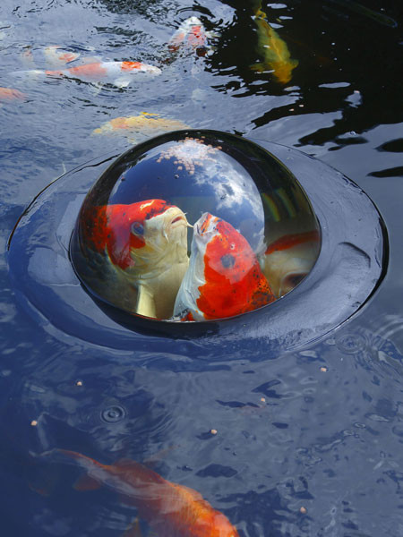 Floating Fish Sphere M von Velda (Art.Nr. Vel123503)