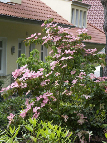 Japanischer Blumenhartriegel 'Satomi' in voller Blüte