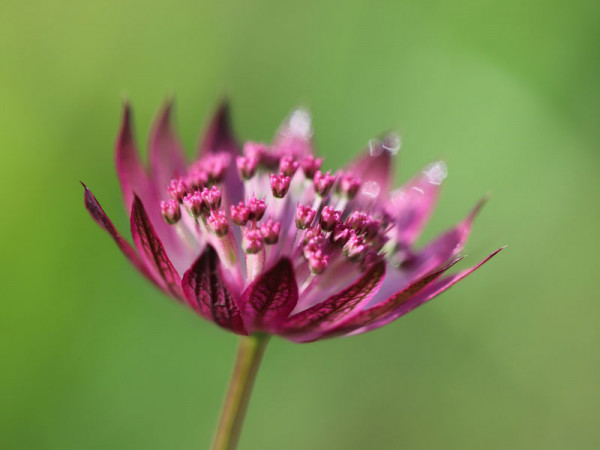 Astrantia major &#039;Star of Beauty&#039;, Große Sterndolde