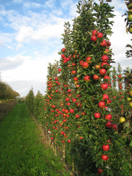 Säulenapfel &#039;Jucunda&#039; ®