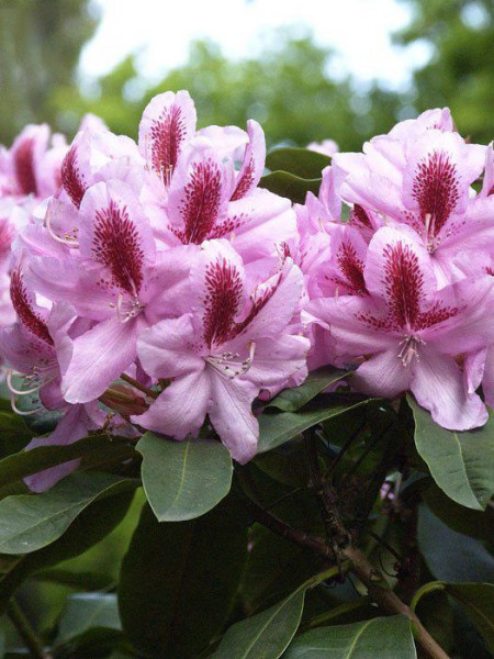 Rhododendron &#039;Furnivall&#039;s Daughter&#039;