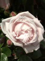 Rose New Dawn ® - Summerset Nursery