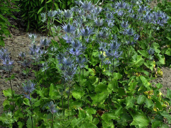 Eryngium alpinum &#039;Blue Star&#039;, Edeldistel, Mannstreu