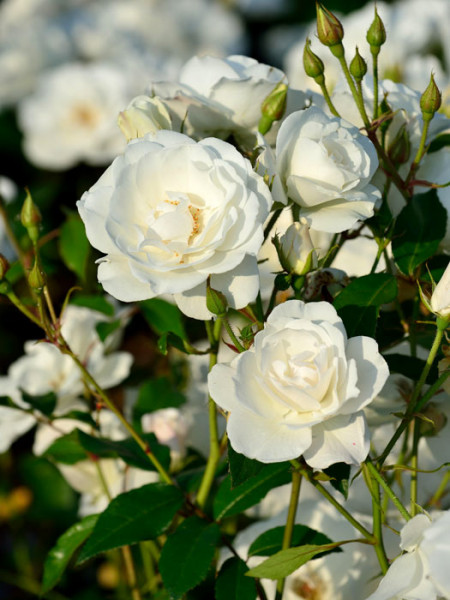 Blüte der Rose Schneewittchen