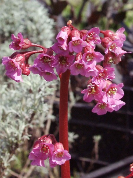 Die Bergenie 'Rotblum' in schönster Blüte
