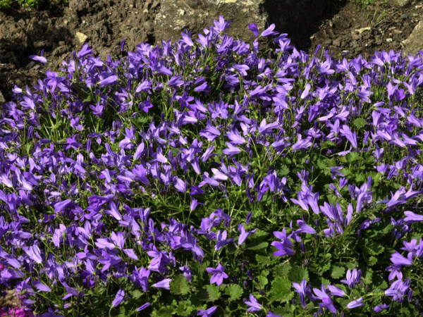 Campanula portenschlagiana &#039;Birch&#039;, Polsterglockenblume, Teppichglockenblume