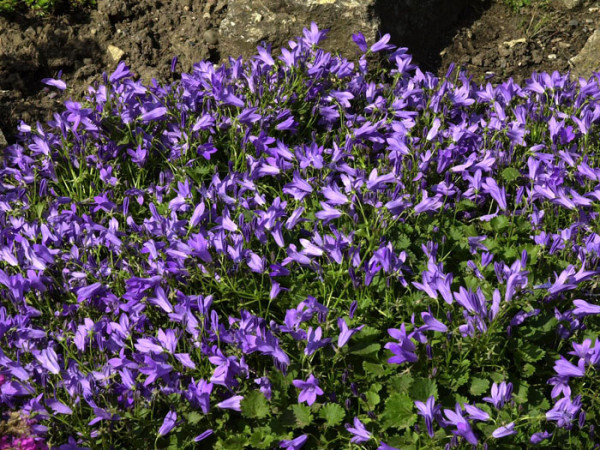 Campanula portenschlagiana &#039;Birch&#039;, Polsterglockenblume, Teppichglockenblume