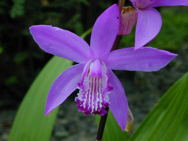 Bletilla striata, Freiland-Chinaorchidee, Japanorchidee