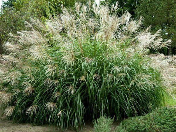 Miscanthus sinensis &#039;Silberfeder&#039;, China-Schilf