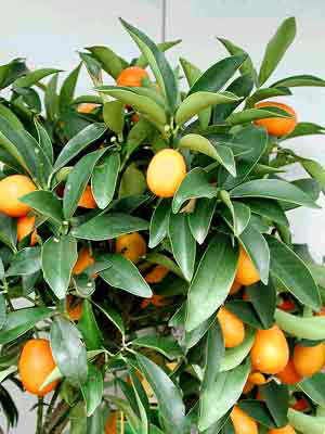 Citrus fortunella japonica Kumquat, Ei-Mandarine, Kumquat