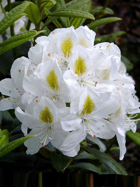 Rhododendron &#039;Madame Masson&#039;