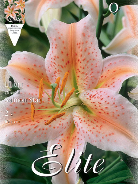 Orientalische Lilien-Hybride &#039;Salmon Star&#039;, Lilium (Art.Nr. 521725)
