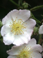 Rosa multiflora, Vielblütige Rose, Büschel-Rose