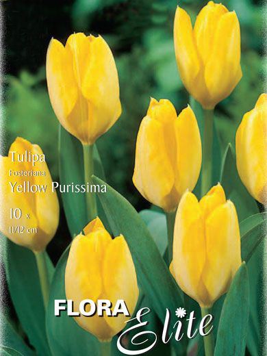 Fosteriana Tulpe &#039;Yellow Purissima&#039; (Art.Nr. 595729)