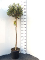Olea europaea, Oliven-Stämmchen