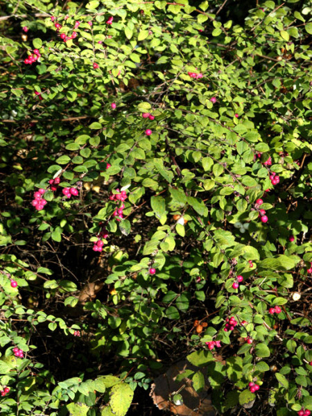 Niedere Purpurbeere Früchte Blätter