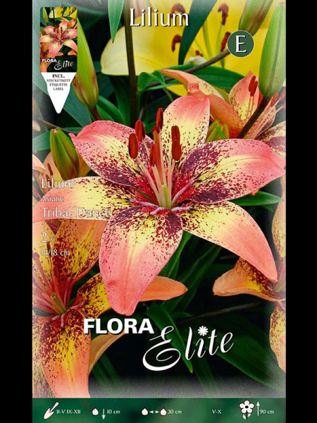 Asiatische Lilien-Hybride 'Tribal Dance', Lilium (Art.Nr. 521686)