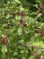 Rhamnus frangula, Faulbaum