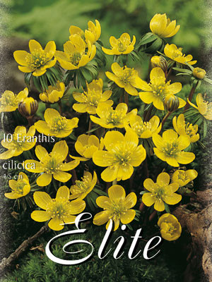 Winterling, Eranthis cilicica (Art.Nr. 596660)