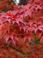 Acer palmatum 'Atropurpureum', Rotblättriger Fächerahorn