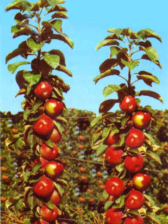 Säulenapfel &#039;Red River&#039; ®