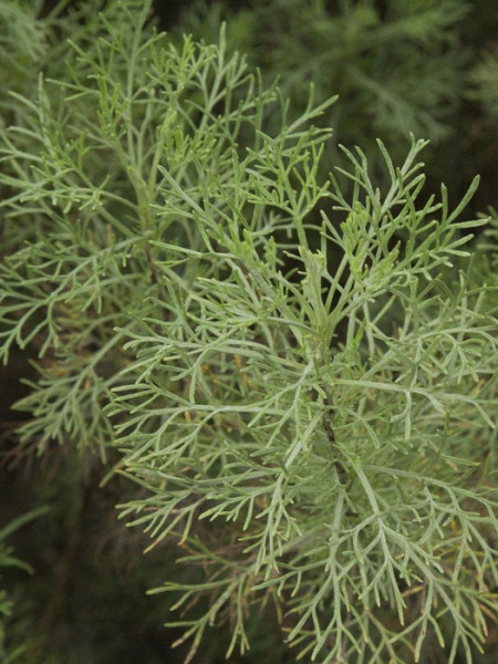 Colastrauch, Kampfer-Eberraute, Artemisia camphorata