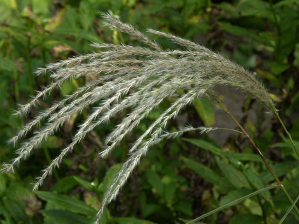 Miscanthus sinensis &#039;Kleine Fontäne&#039;, China-Schilf