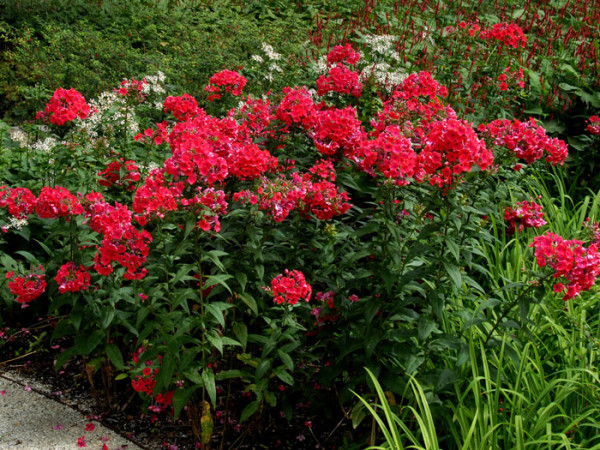 Phlox paniculata &#039;Starfire&#039; (M), Flammenblume, Sommerphlox