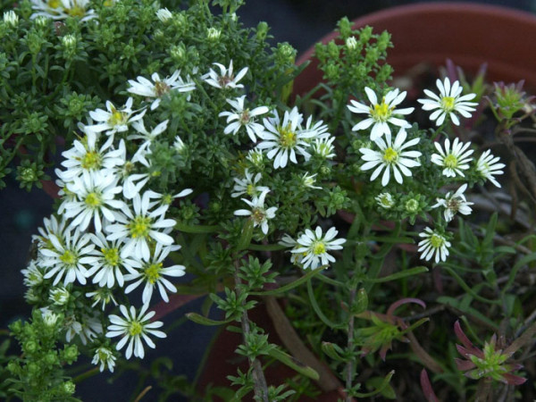 Aster ericoides &#039;Snow Flurry&#039;, kriechende Myrtenaster, Garten-Erika-Aster