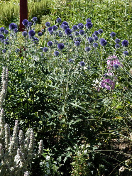 Echinops ritro &#039;Veitchs Blue&#039;, Kugeldistel, ruthenische Kugeldistel