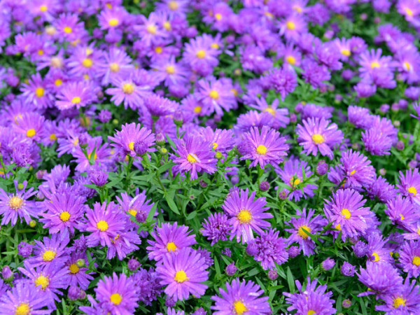 Aster novae-angliae &#039;Violetta&#039;, Raublatt-Aster