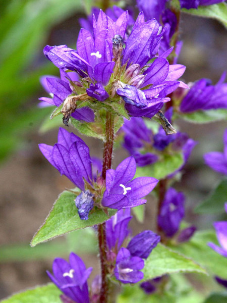 Campanula glomerata &#039;Dahurica&#039;, Hohe Knäuelglockenblume, Gartenglockenblume